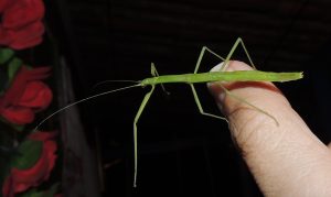 Phasme bâton / Carausius morosus