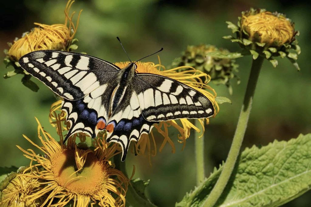 papillon machaon