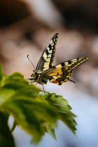 Papillon machaon