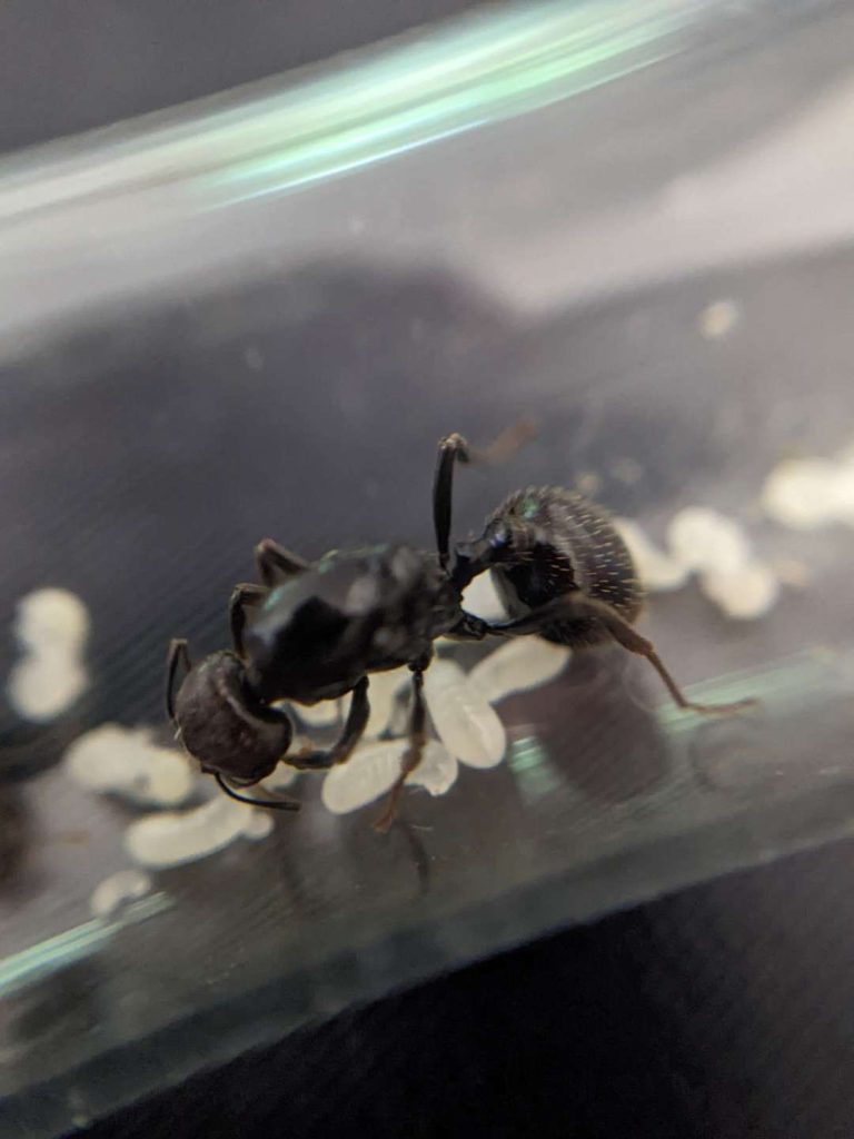 Reine fourmis Messor barbarus