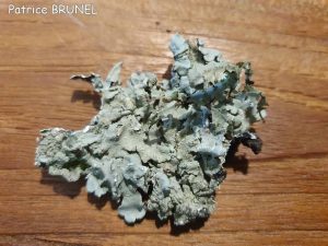 Phasme scorpion lichen