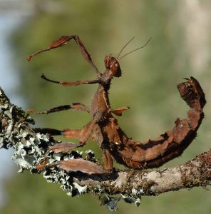 Femelle adulte phasme scorpion
