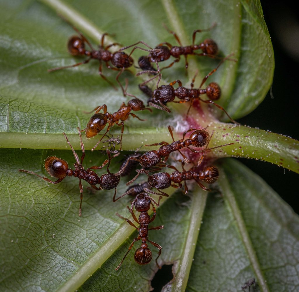 fourmis rouges