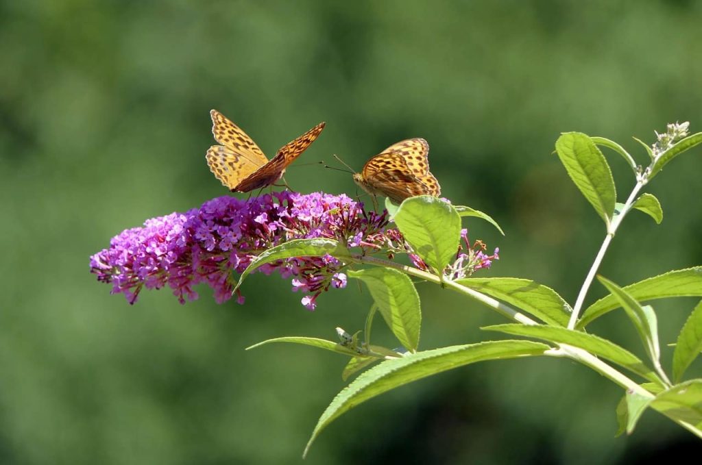 papillons sur un Buddleia