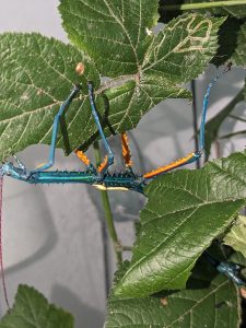 Mâle adulte Achrioptera manga