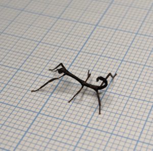 Nymphe Achrioptera manga