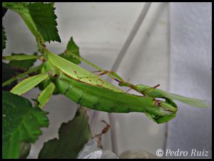 Accouplement