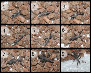 Naissance phasme feuille