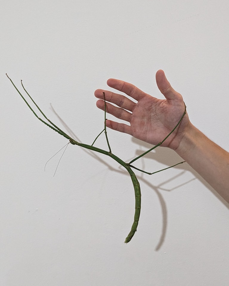 Phasme : Phobaeticus serratipes
