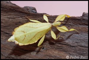 Femelle adulte
