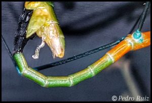 Copulation Periphetes graniferum