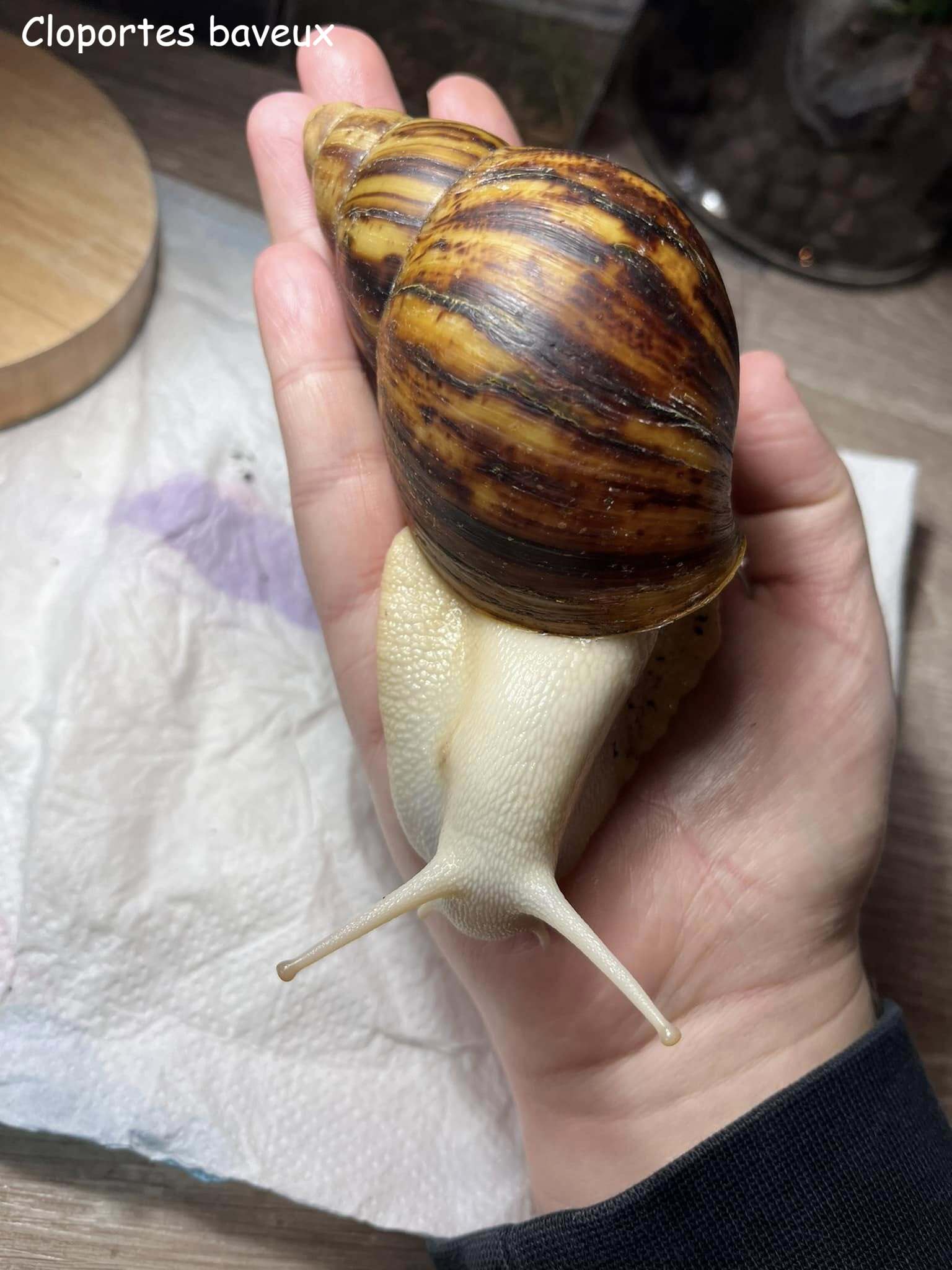 Escargot géant africain : Archachatina marginata ovum Albinos