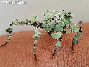 Phasme scorpion lichen