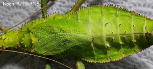 thorax d'une femelle adulte