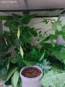 exemple terrarium Heteropteryx dilatata