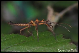 L3 MALE