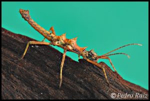 L4 MALE
