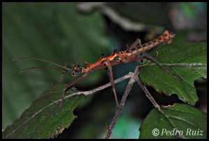 L6 MALE