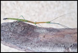 L4 male