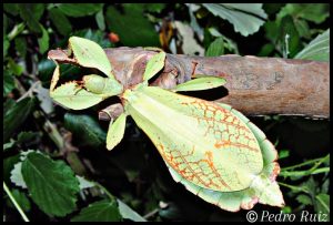Femelle adulte