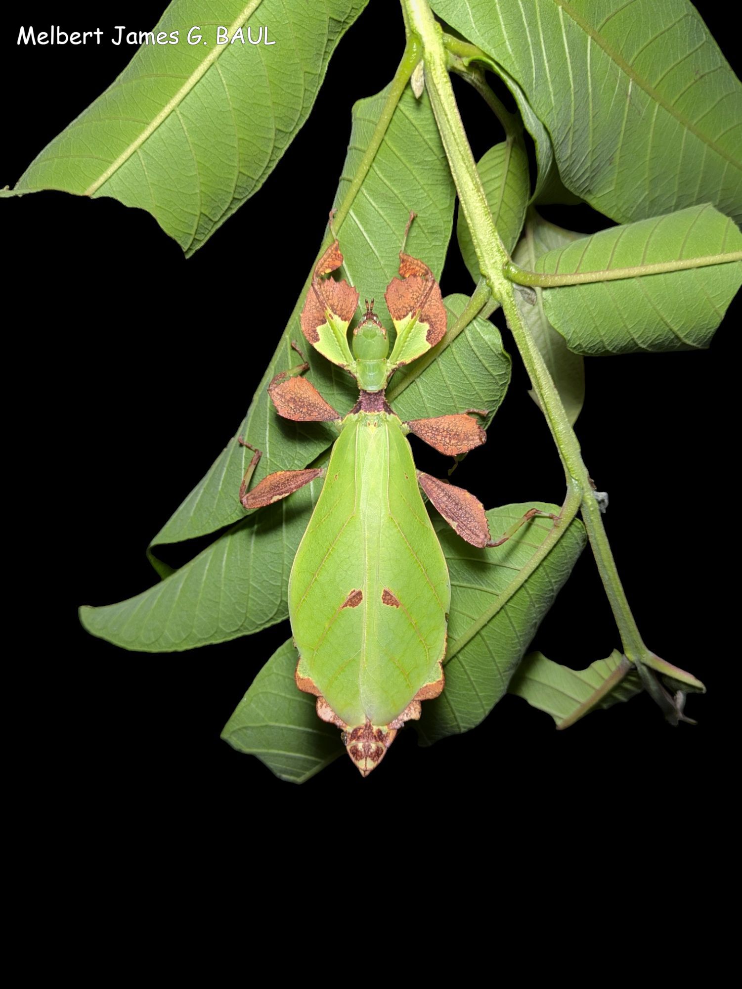 Phasme feuille : Phyllium mabantai "Davao de Oro"